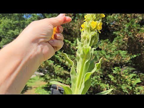 Should I Wash My Mullein Before I Dry It?