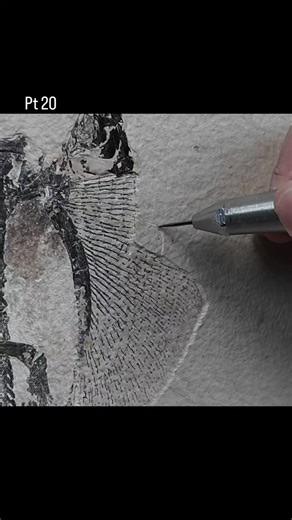 14K views · 298 reactions | The preparation process can get pretty tedious — but as the outline of the stingray begins to emerge, you can’t help but feel the excitement build. Every flake of limestone removed brings you closer to uncovering a piece of ancient life. Some of the most remarkable fossil discoveries on Earth have come from the Green River Formation’s Fossil Butte Member — and this stingray is just one more story written in stone. 領✨ | In Stone Fossils | Facebook