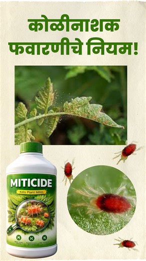 Agricultural Trainer on Instagram: "कोळीनाशक फवारणीचे नियम | Mite Control in Crops 🕷️#sanwadpublicity #rohankarote कोळीनाशक, acaricide in Marathi, mite control in crops, spider mite control, red mite control, plant mite management, cotton mite control, vegetable mite problem, acaricide spraying rules, शेती कोळी नियंत्रण, phytotoxicity due to acaricide, agriculture tips Marathi 🌾"