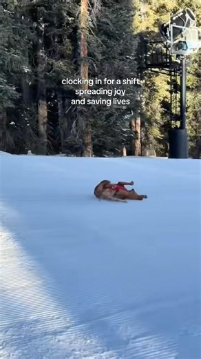 Snow rescue dogs fueled with Get Joy! #snowrescue #skiing #snowboarding #rescuedog #wintersports