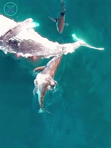What Happens When A Whale Dies? #facts
