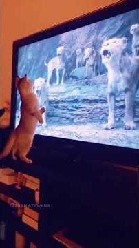 #Shorts Epic Animal Fails: Cats vs. Squirrels & Dogs in Hilarious Antics!