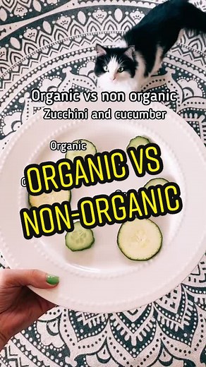 Cats Eating Zucchini - Understanding the Difference from Cucumbers