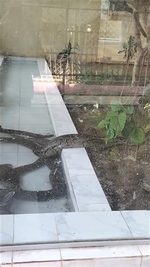 Giant Pythons Up Close 😱 | World’s Biggest Snakes at the Zoo 🐍#zoo #snacks #python #animalkingdom