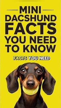 MINI DACHSHUND FACTS 101 ✅ Top Miniature Dachsund Dog Breed Fun Training Info & Personality Traits!