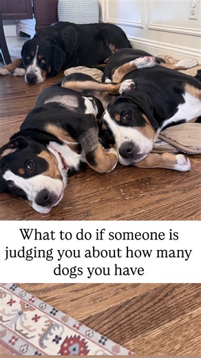 Tips every dog owner needs 🤭 #swissy #doglover #swissypuppy #greaterswissmountaindog #greaterswissmountainpuppy #swissydog #greaterswiss #dogsofinstagram #mustlovedogs | Hidden Hill Greater Swiss Mountain Dogs