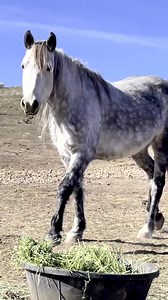 Blue Zeus 💙🖤 and his family. Even huffing and puffing from climbing a hill carrying hay, he still makes me catch my breath. He takes it away every time with his presence and energy. Just to be close to these horses is such a privilege I will never take for granted. The miracles that went into being able to find and adopt them and the work from our incredible team to get them here safely. The images of the babies nursing happily on the trip, each allowed to travel together in their own compartm