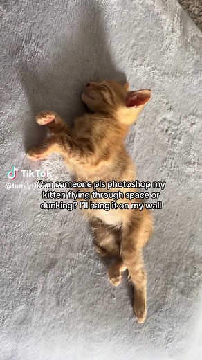 Photoshop My Orange Kitten Flying Through Space — Funny Wall Art