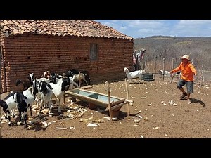 Bastidores !! Seu Mané comprou os bode de bastião !!