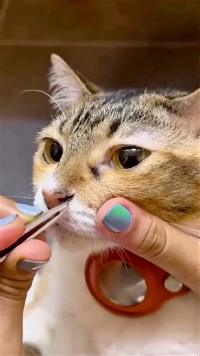 Never Miss This Cat Nose Cleaning Hack! #catnosecleaning