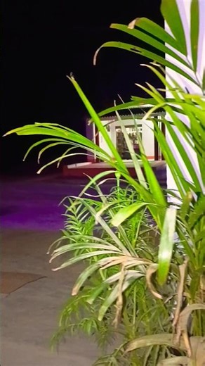 #halloween #trending #viralvideo #horror #creepypasta #scary #ghost #horrorfilm 676