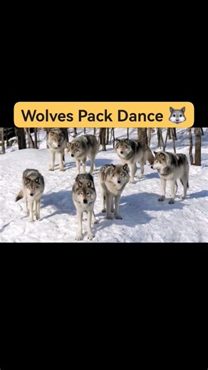 #DidYouKnow Wolves perform a synchronized "pack dance" with tail wags and playful bows to strengthen bonds before hunts—nature’s wildest team ritual! 🐺 #wildstories #wildanimalsdiary #wildlife #reels #fyp #wildanimals #fypシ #reelsviralシfb #wildlifephotography | Wild Animals Diary