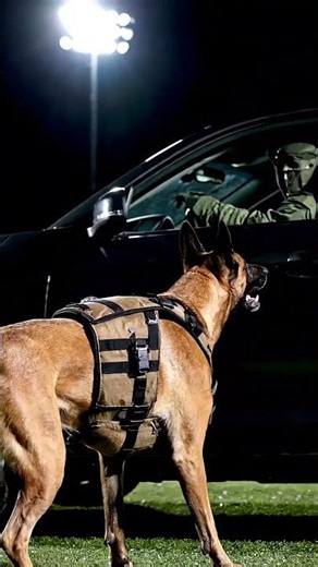 This K9 Squad Executes Complex Tactical Drills Like a Pro 🛡️