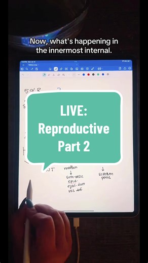 Reproductive Concepts Part 2 Androgen Insensitivity Syndrome vs 5 alpha reductase deficiency vs sertoli deficiency vs mullerian agenesis #usmle #step1 #mbbs #studytok #tiktoklive