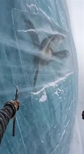 Man Rescues Bird Frozen in Ice