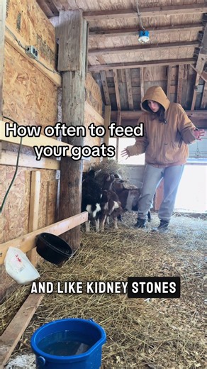 Caring for Nigerian Dwarf Goats | Feeding & Homesteading