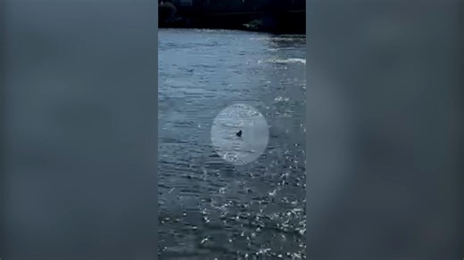 Is this a shark swimming in the River Thames?