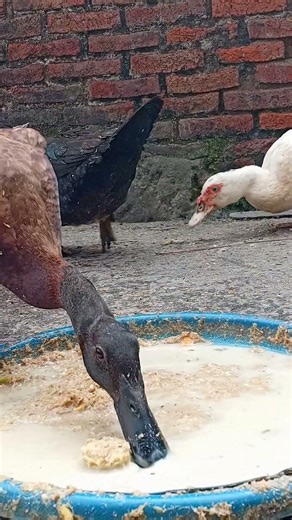 Magnificent Black & White Muscovy Drake 🌿 Powerful Backyard Farm Duck Life
