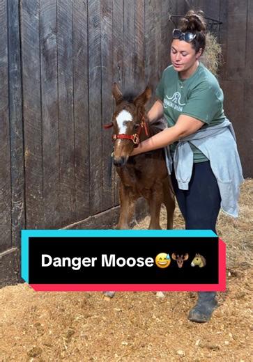 The Adventures of Danger Moose: Katie Van Slyke's Latest News