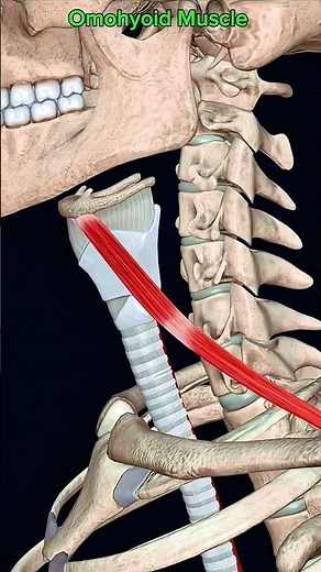 Omohyoid muscle #anatomy #muscle