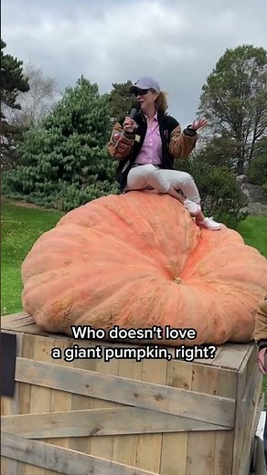 World Giant Pumpkin Contest Winner 🎃 | Why Is the Winning Pumpkin Cut After Victory? | World Record