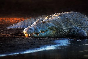 Discover the Massive Crocodiles that Live in Dens 40 Feet Below the Surface