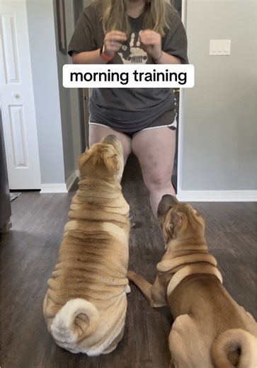 Morning Training Routine with My Shar Pei Dogs