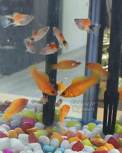 Aquarium Setup - Molly and Mickey mouse Platy Fish #cookingforbeginners