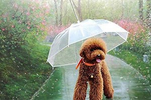 Dog Umbrellas Will Keep Small Dogs Dry on Rainy Days