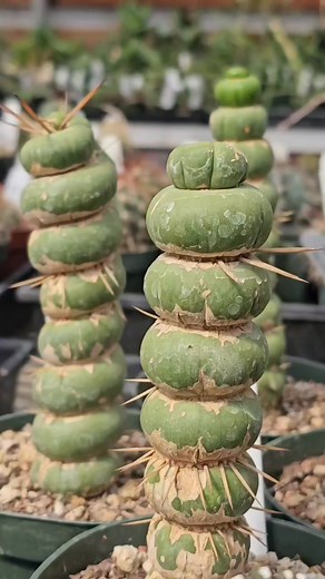 Eulychnia castanea spiralis & Tephrocactus alexanderi geometricus are now available for purchase in store and on our website. LOCATION: 17229 E. Hwy 120 Ripon, CA HOURS: Mon-Sat 9 am-4 pm WEBSITE: pootscactusnursery.com #FamilyOwned #CactusAndSucculents #pootscactusnursery #Poots #cactus #nursery #succulents #RiponCA #Ripon #newarrival #newplants #summer #garden #home #cactuscollection #landscape #xeriscape #succulentlovers #newplantsinstock #cactusandsucculents #plantshopfinds #website #plantsh