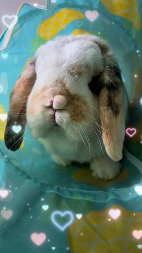 1.7K views · 156 reactions | Hey there!  #Hey #HeyThere #Hi #Hello #Bunny #Rabbit #Bunnies #Rabbits #MiniLopAdventures #BunnyLove | Mini Lop Adventures | Facebook