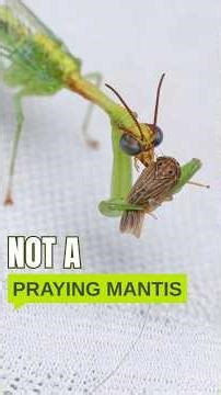 This ‘Mantis’ Is Something Worse #animals #wildlife #nature