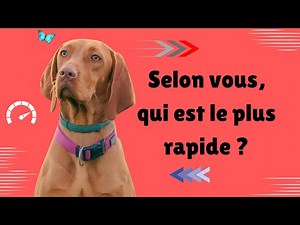 "Les 10 Chiens les Plus Rapides du Monde 🐕💨 – Incroyable Vitesse !"