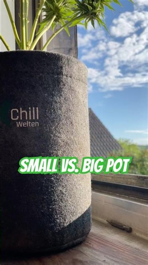 Automatics Small vs Big pot | grown with 24h light | in/outdoor #cannabiscommunity