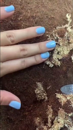 Building a bioactive crested gecko tank