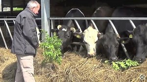 Tree Hay: A forgotten fodder - Agricology