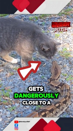 this cat is smelling a python 🙀 #snake #us #usa #trending