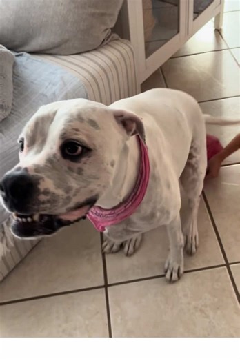 Funny Animal Videos: Try Not to Laugh Challenge