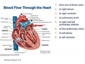 Structure and Function of the Heart