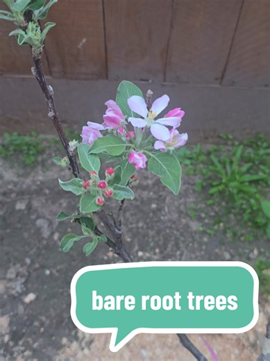 Planting Bare Root Trees in the Side Yard