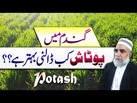 When to use Potash in wheat crop || Crop Reformer