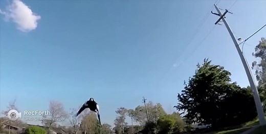 A random edit of a magpie swooping #magpieswooping