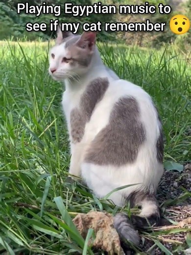 🚨 She remember that 😯 🐾🎶 | Hector's Death #hector #cat #billi #catmemes #funny #fypシ #catcute