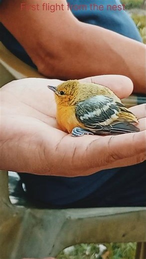 #,पहिलो उडान#bird #trending #shorts