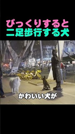 びっくりすると二足歩行する犬#犬#犬のいる生活#かわいい犬#癒し動画#動物動画#びっくりした#二足歩行#散歩中#思わず笑った