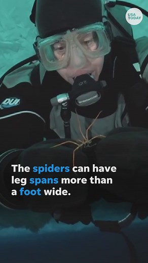 New research shows how these giant sea spiders in Antarctica reproduce