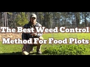 The Best Weed Control Method For Food Plots