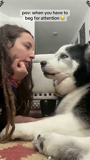 Try Not to Laugh Funny Dog Compilation Challenge