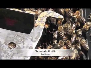 Bee Documentary