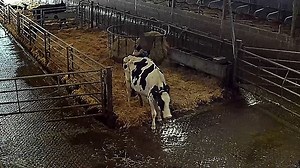 Organic dairy farm sacks worker after animal cruelty uncovered